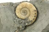 Jurassic Ammonite (Microderoceras) Cluster - Charmouth, England #279468-2